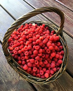 Raspberry summer berry photo