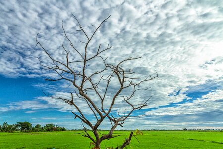 Sky twigs silhouette
