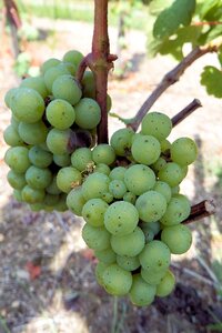 Rebstock vine green grapes