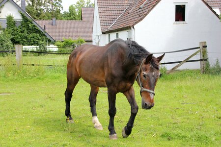 Horse grandpa fit meadow