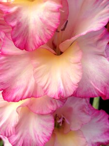 Gladiol flower the nature of the