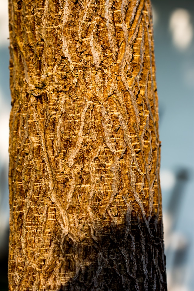 Tree log bark