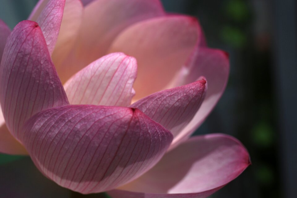 Petal thread macro