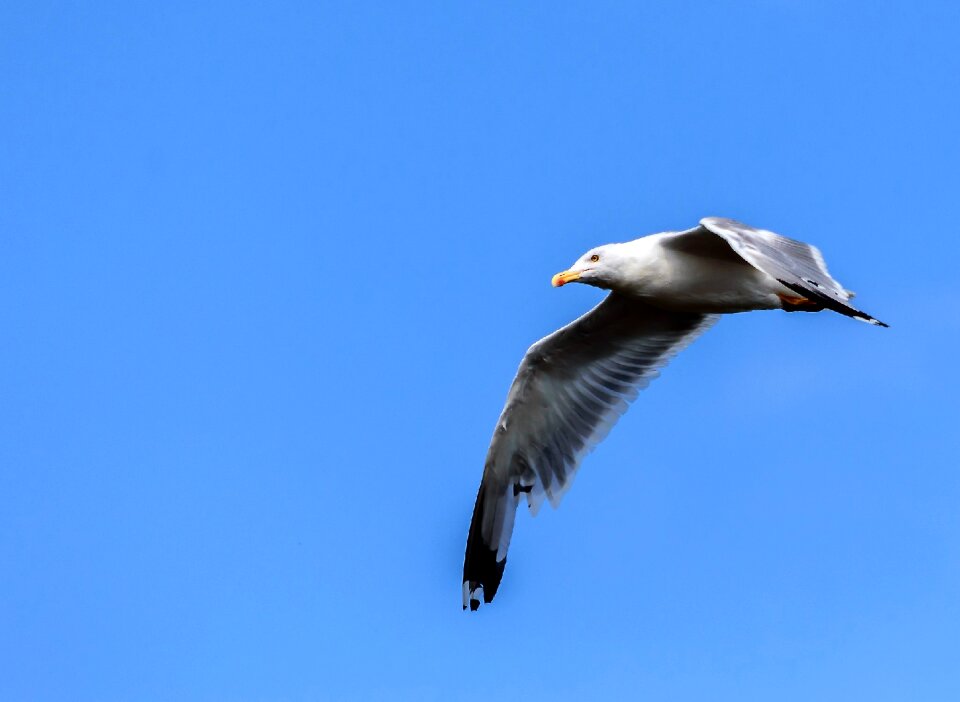 Bird coast bill