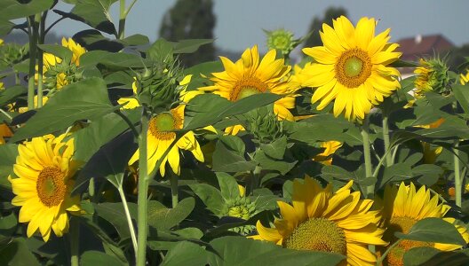 Bloom yellow nature