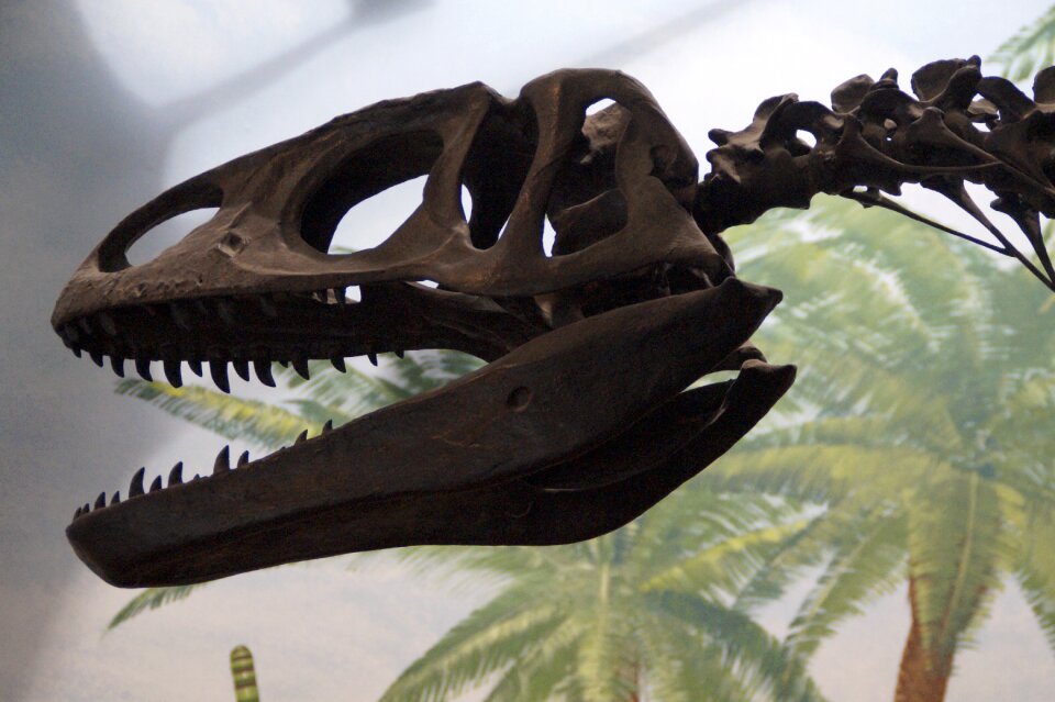 Prehistoric times giant lizard replica