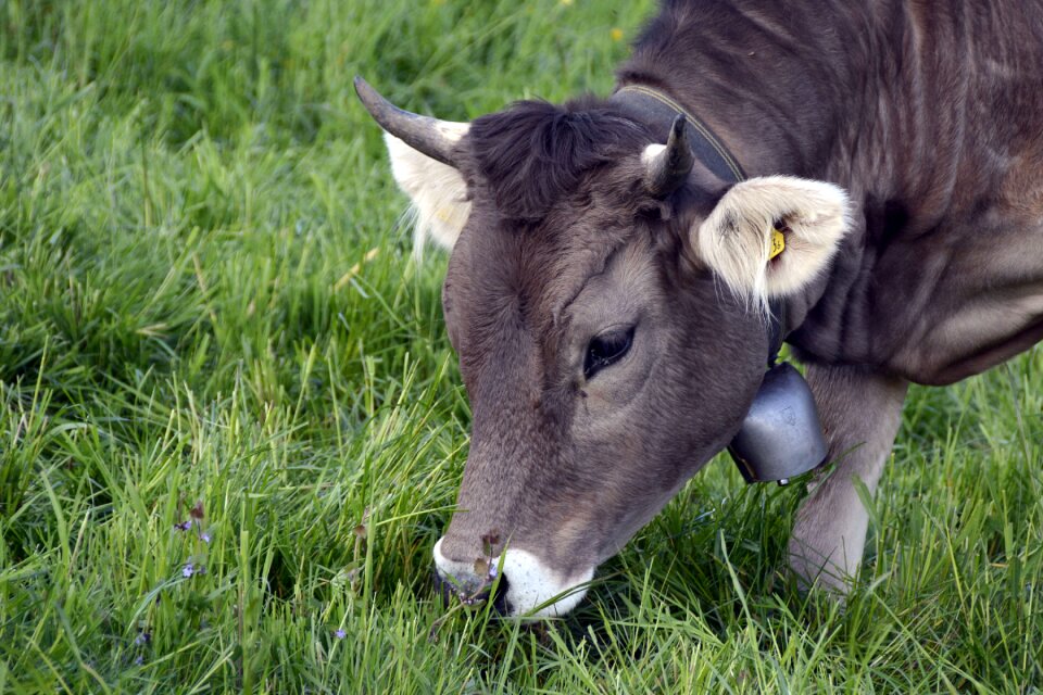 Animal agriculture graze