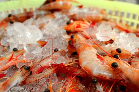 Seafood crustacean