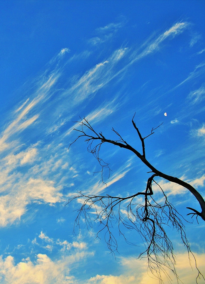 Dead branches twigs