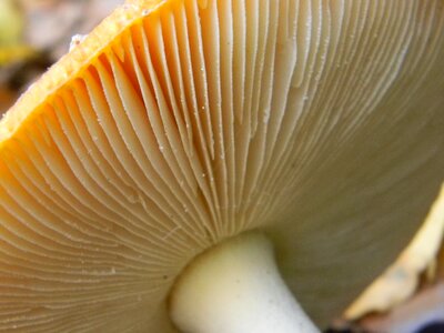 Mushrooms autumn mushroom hooks