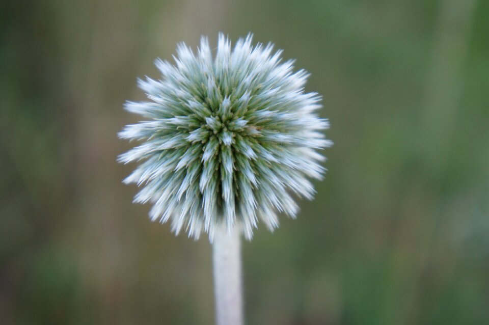 Thistle nature plant