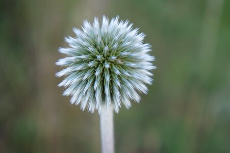 Thistle nature plant