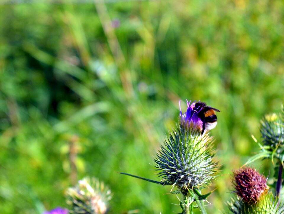 Blossom bloom thistle flower