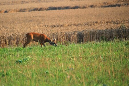 Fallow deer cornfield nature photo