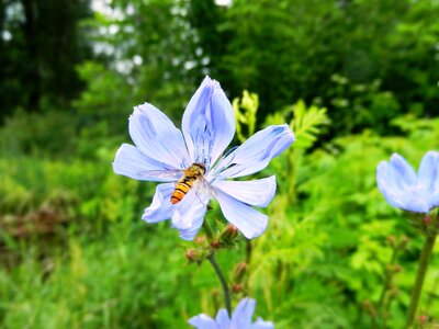Pollination stamens posts