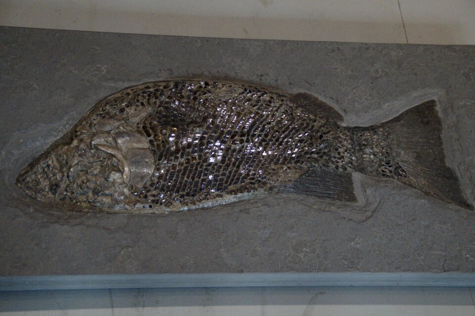 Petrified scale fish scales
