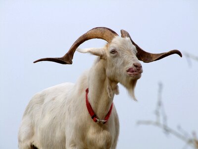 Goatee horns tongue photo