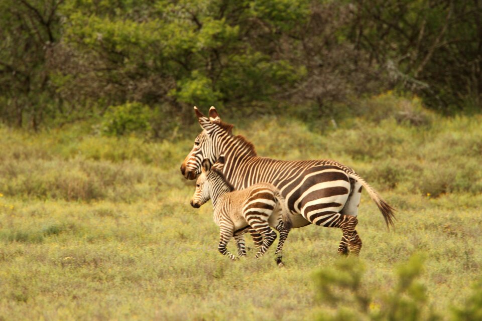 Running baby animal