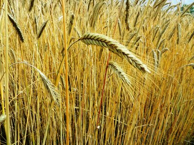 Flour grain wheat