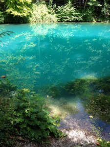 Forest turquoise mirroring photo