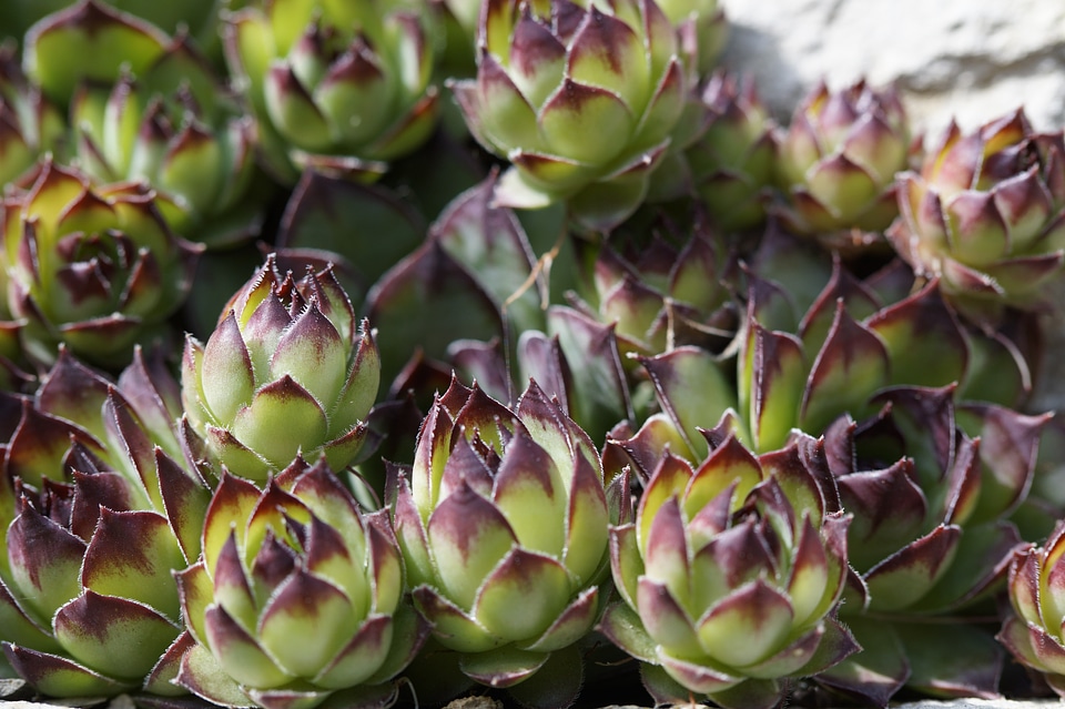 Structure plant aeonium
