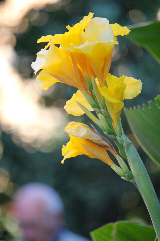 Nature garden plant