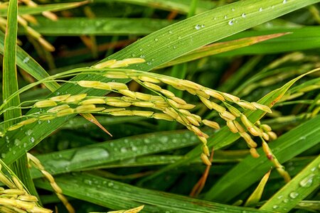 Sheaves of rice nature peace