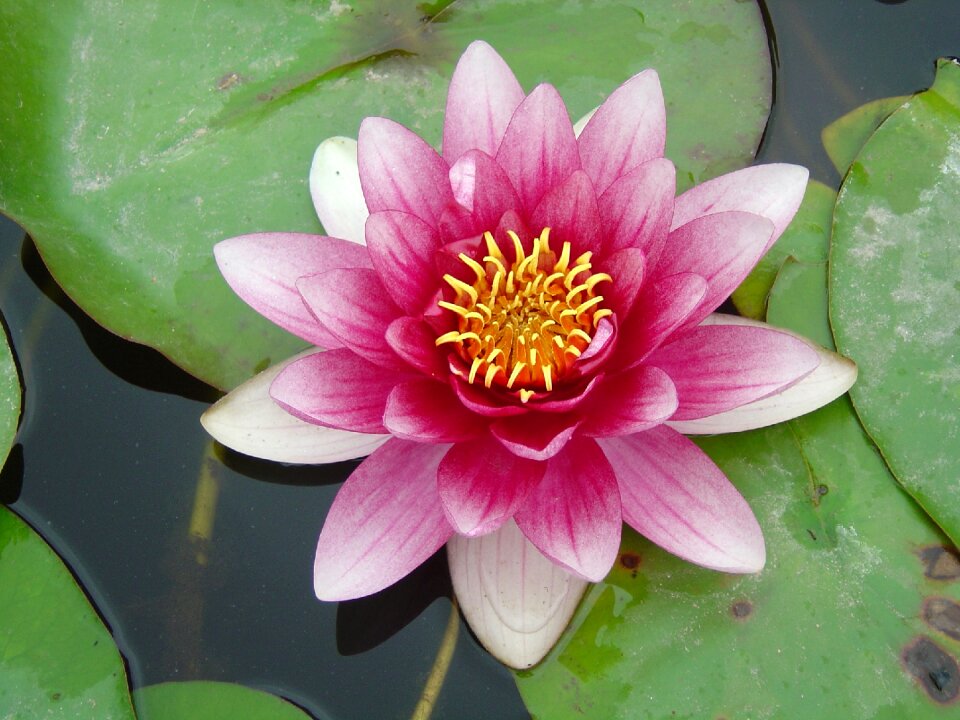 Water lilies plant natural