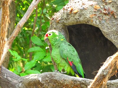 Guayaquil ecuador tropical bird