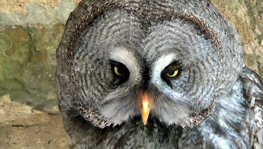 Animals eyes close up