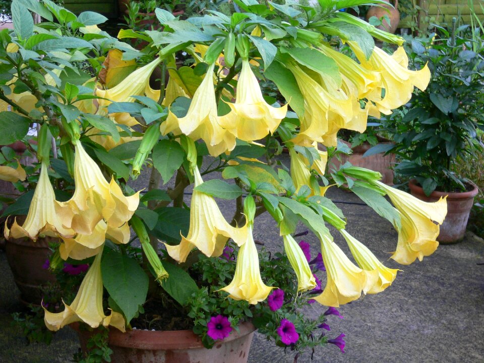 Yellow pot plant