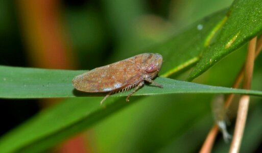 Small insect tiny insectoid photo