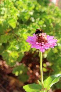 Green bumble bee bombus terrestris