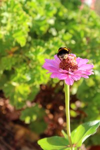 Green bumble bee bombus terrestris photo