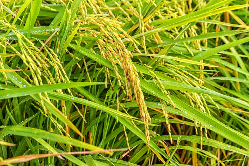 Sheaves of rice nature peace