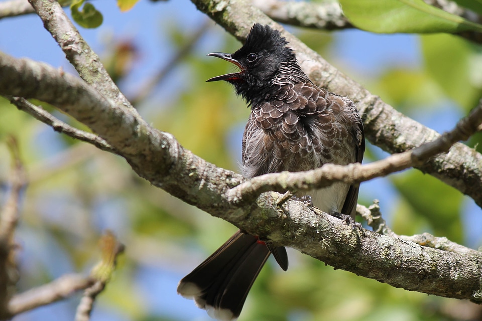 Feather wildlife beak