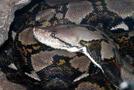 Animal wildlife gray snake photo