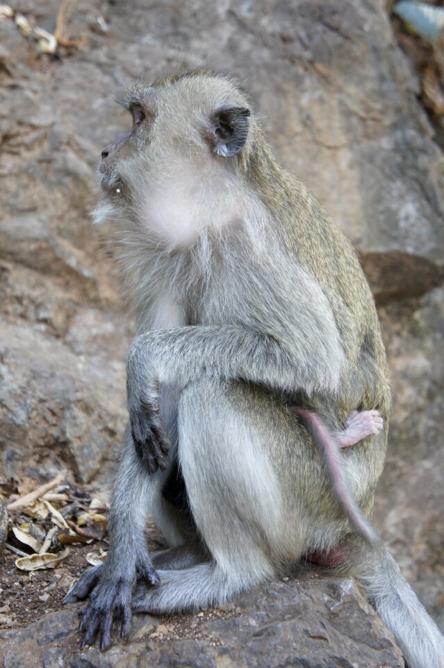 Primate thailand nature