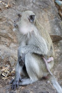 Primate thailand nature photo