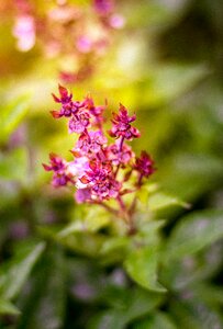 Flowers purple flower nature