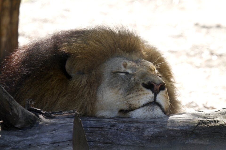 Fauna savannah wildlife