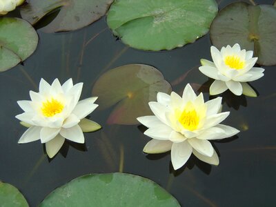 Water lilies natural plant photo