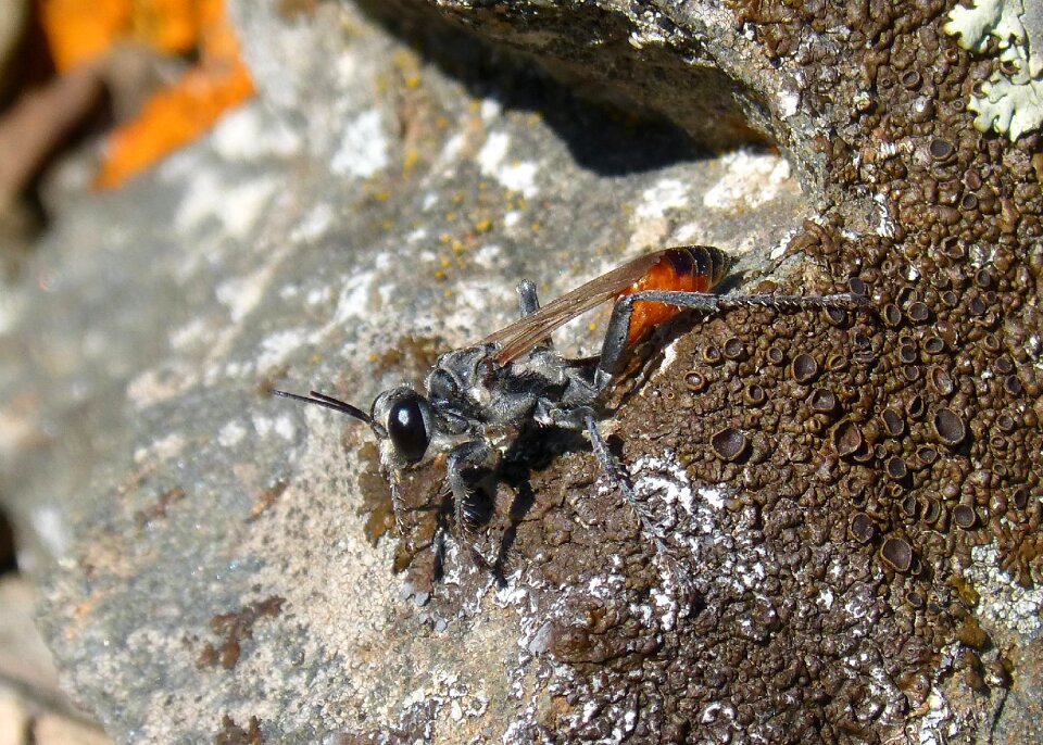 Ammophila hirsuta rock lichen
