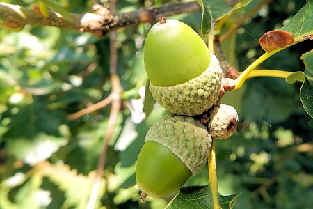 Nature forest tree fruit photo