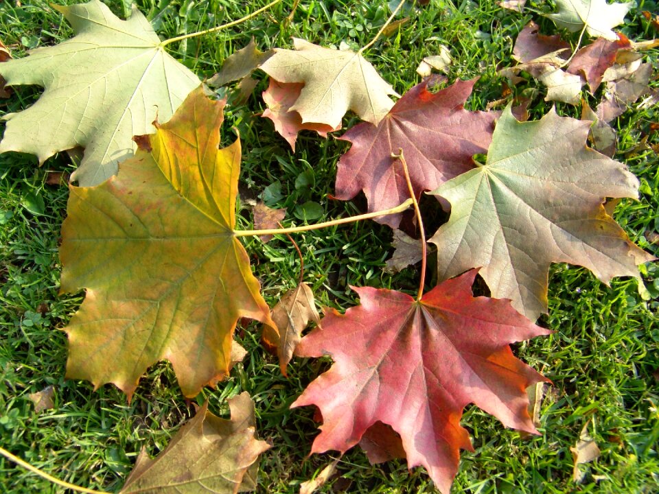 Soil autumn grass
