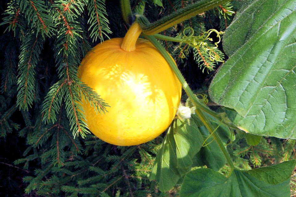Garden healthy food