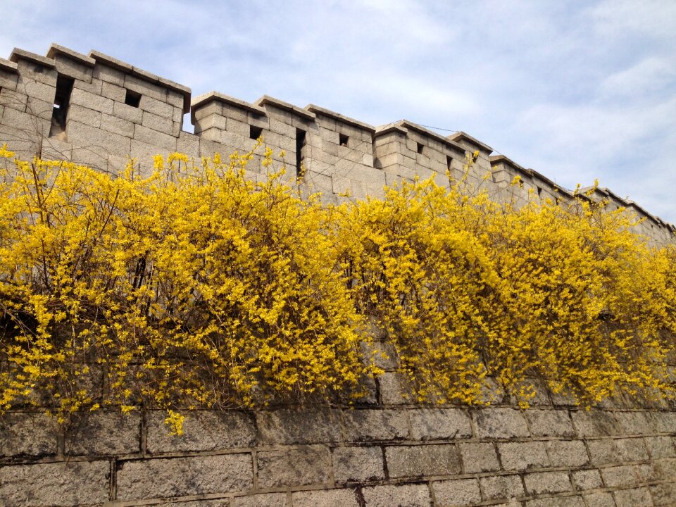 Forsythia namsan sungkyunkwan university next way