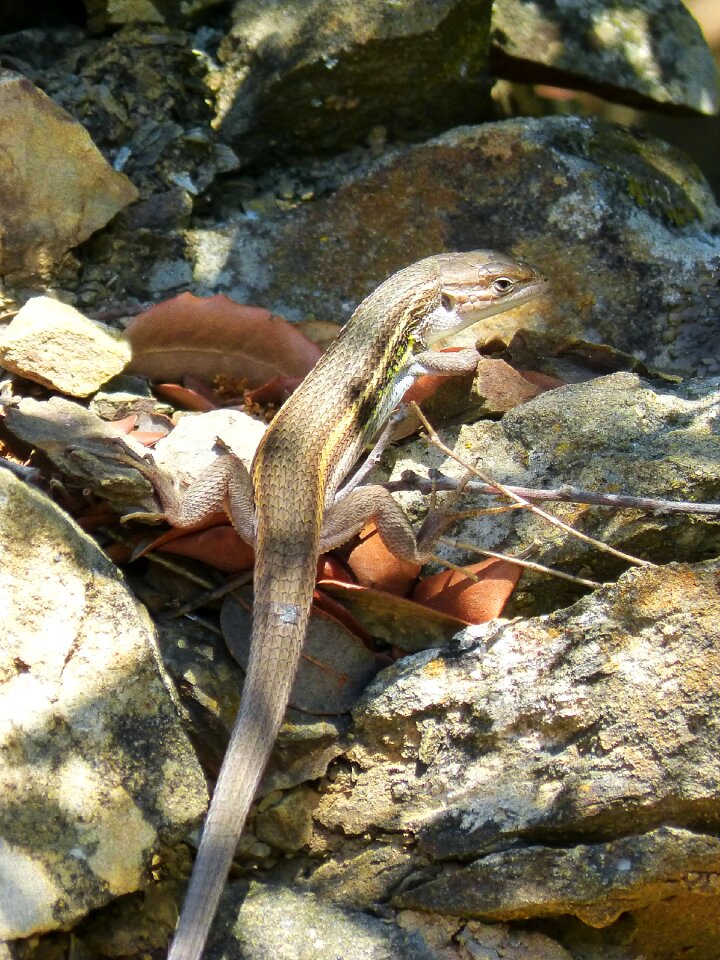 Sargantana reptile scales