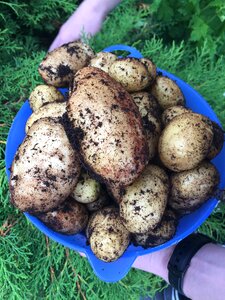 Vegetables agriculture the cultivation