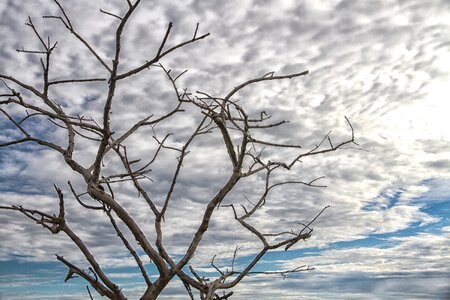 Sky twigs silhouette